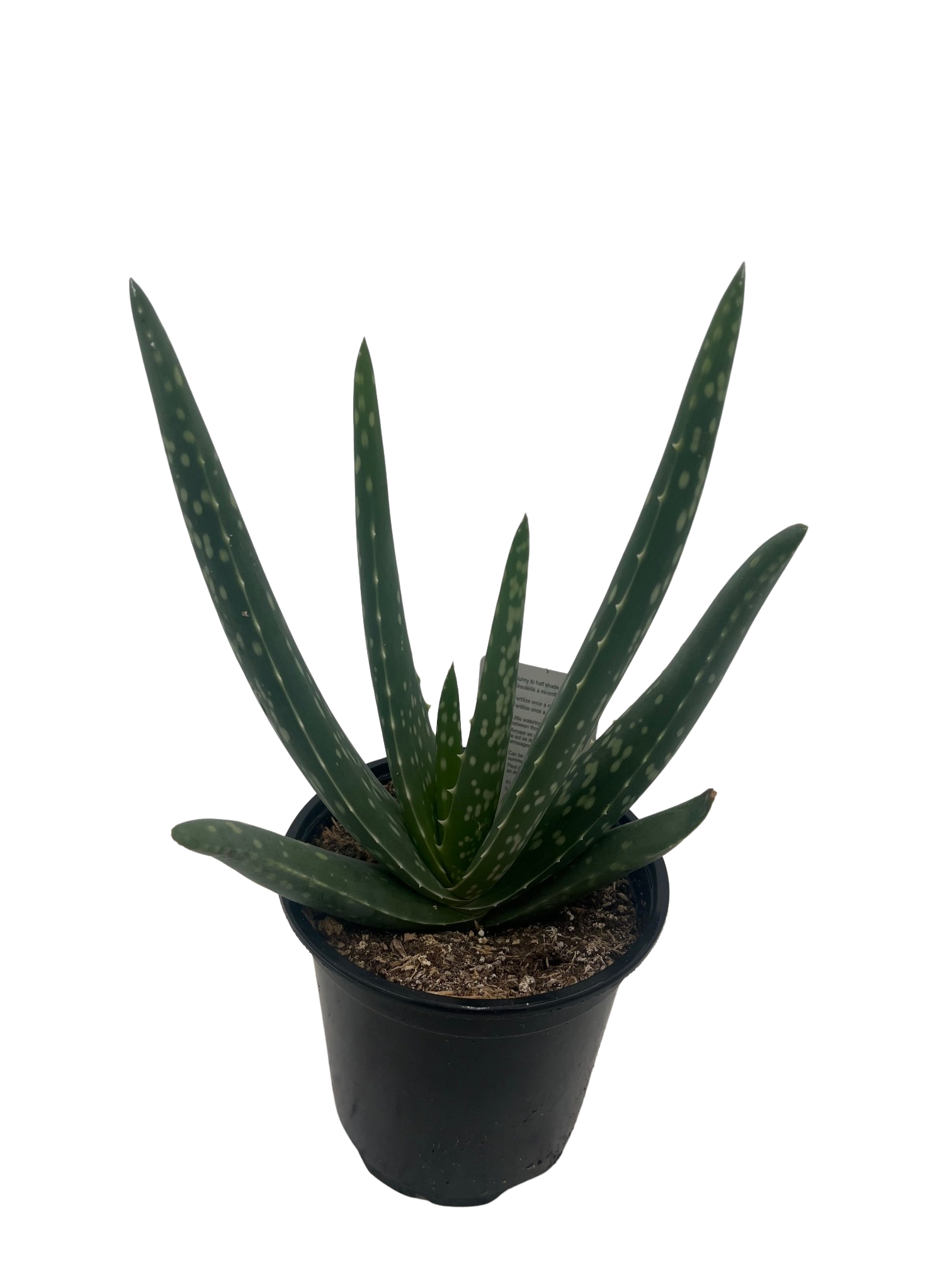 Aloe Vera - Medicine Plant - Burn Plant - Miracle Plant - Natural Healer  -4" Pot