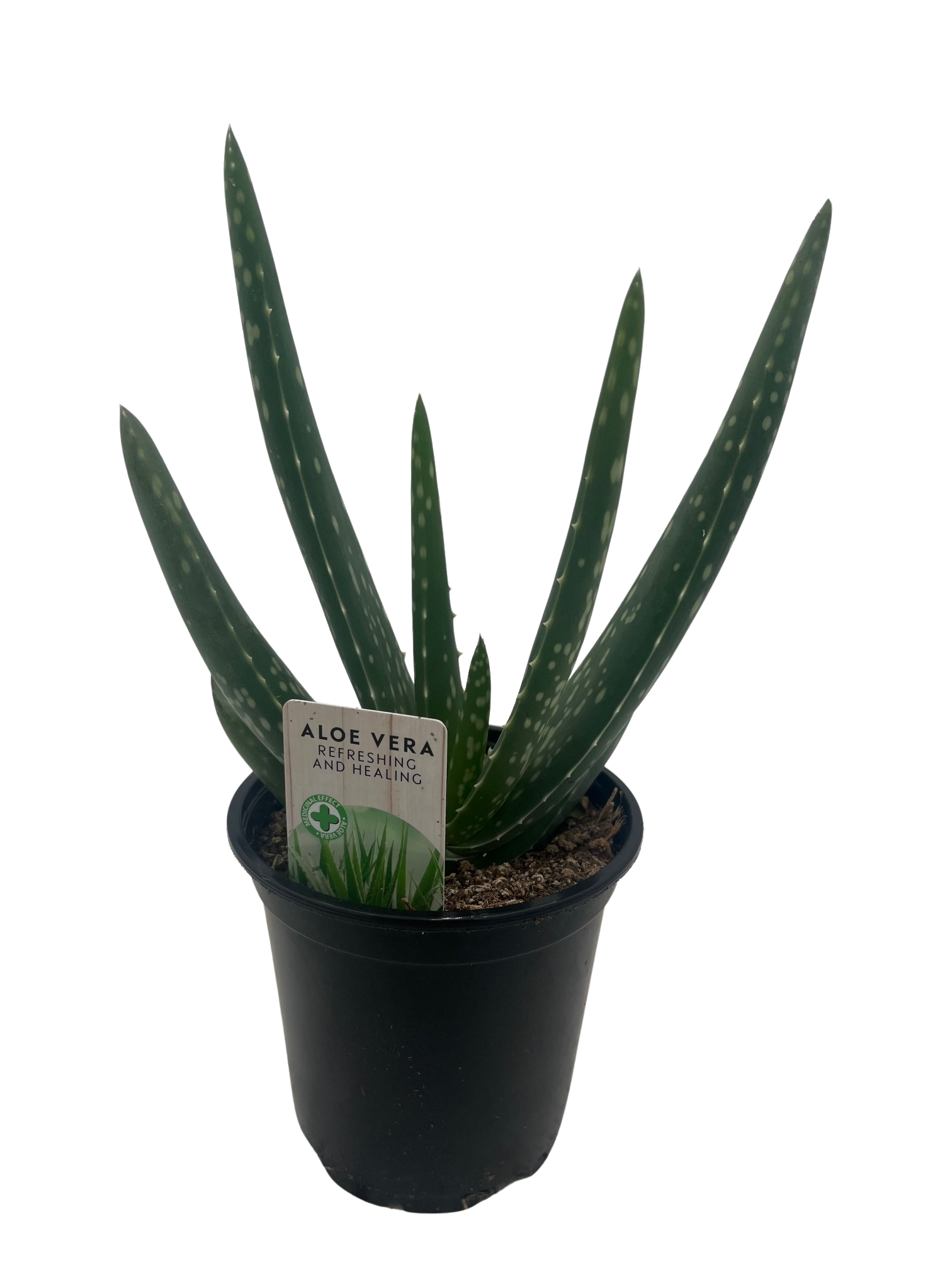 Aloe Vera - Medicine Plant - Burn Plant - Miracle Plant - Natural Healer  -4" Pot