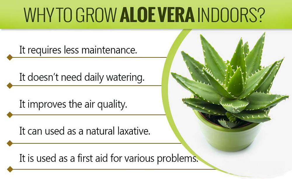 Aloe Vera - Medicine Plant - Burn Plant - Miracle Plant - Natural Healer  -4" Pot - Hirt's Gardens