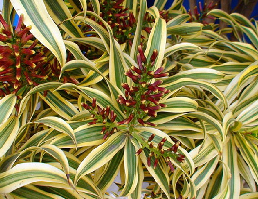 arrowhead philodendron plants Philodendron Sagittifolium – Arrowhead Philodendron (Plant) – VIRIAR main image 0