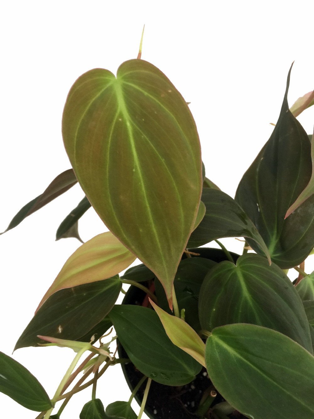Rare Velvet Leaf Bronze Micans Vine - Philodendron - 4" Pot - Collector's  Series - Hirt's Gardens