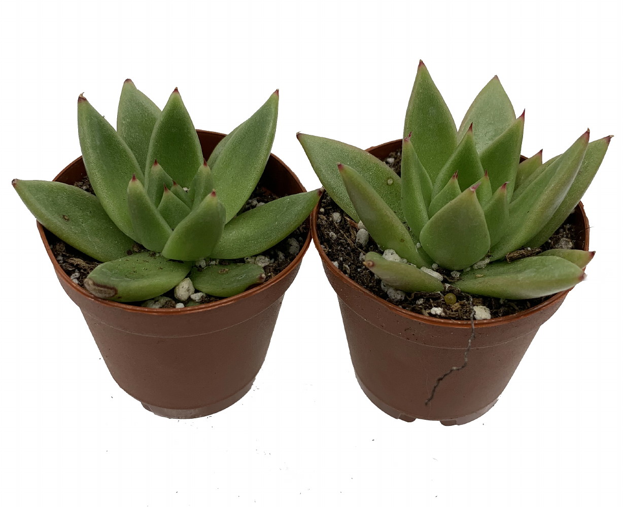 succulent plants Exotic Succulent Collection main image 0
