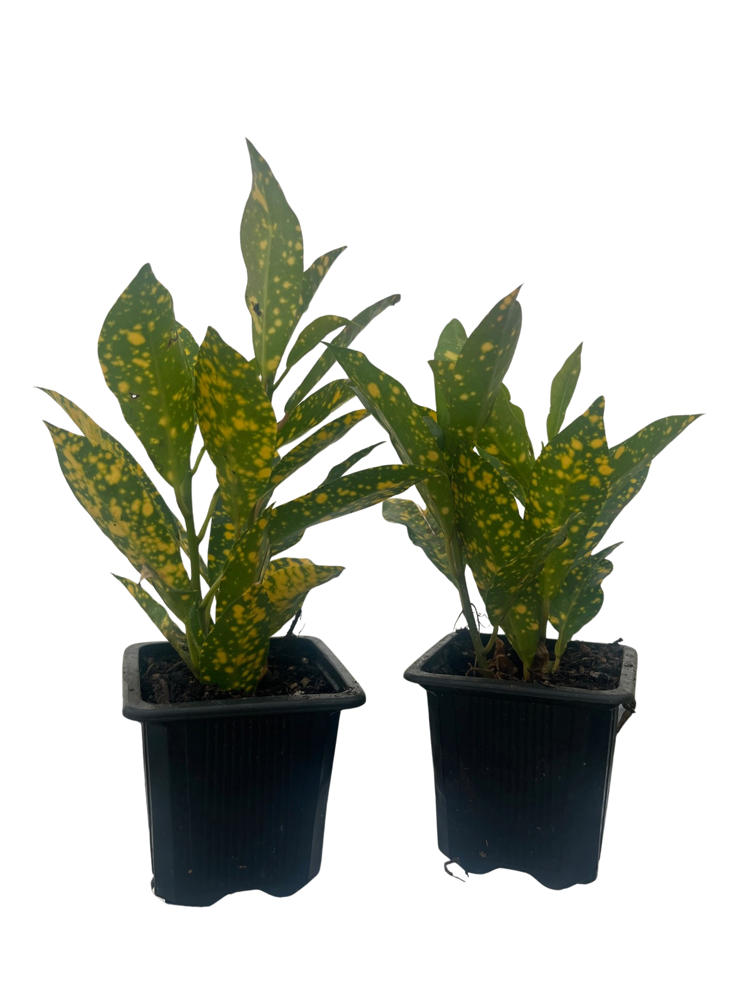 substrat rhododendron SUBSTRAT FR RHODODENDRUM UND NADELBUME  Garten Dream