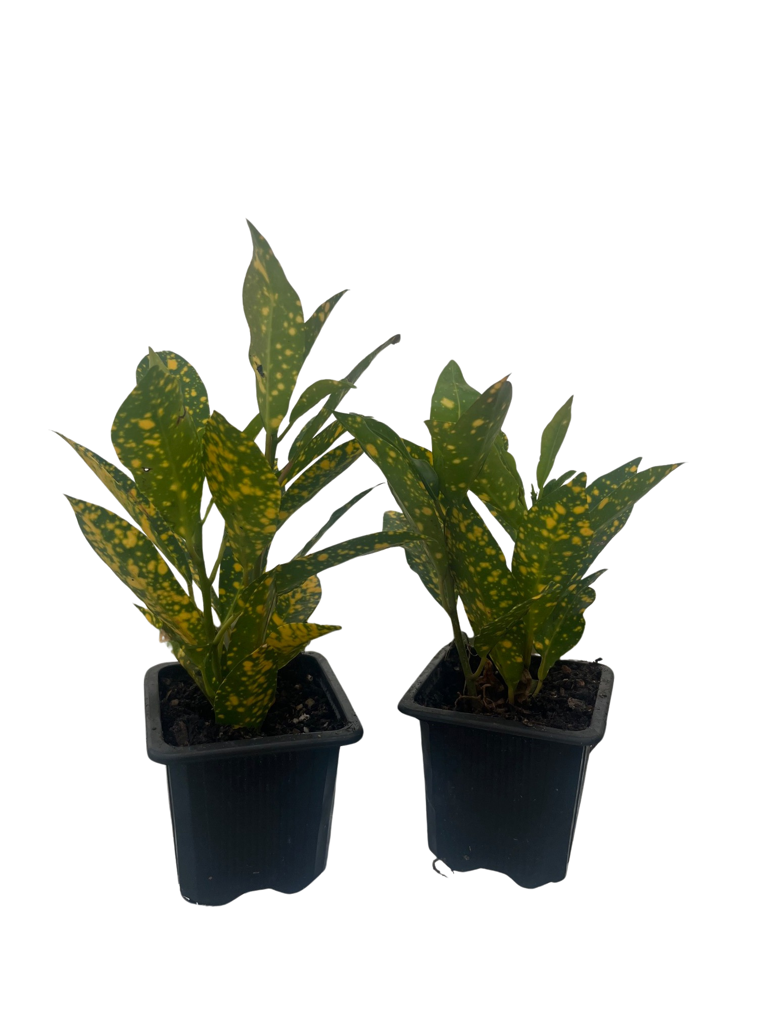 Gold Dust Croton - 2 Pack 3" Pots - Colorful House Plant
