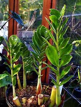 braided cylindrical snake plant Sansevieria Cylindrica Braid | Snake Plant | Care Guide and Pro Tips