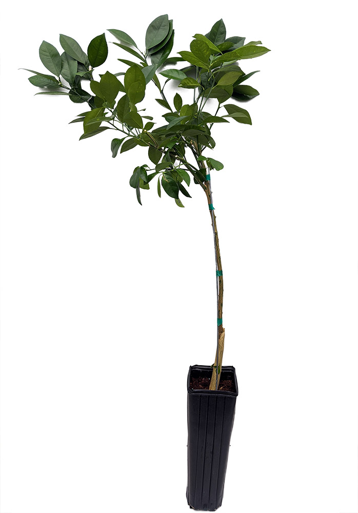 buy mini pineapple plant Mini Me Sol Dwarf Pineapple (Ornamental)
