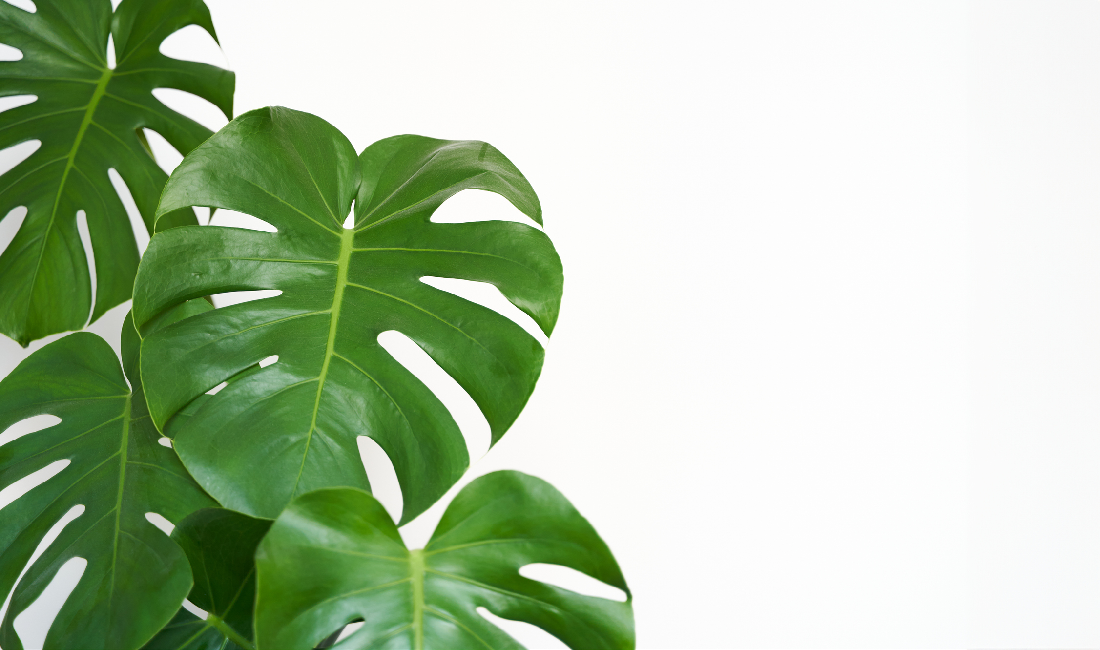 Swiss Cheese Plant - Monstera adansonii - 4" Pot