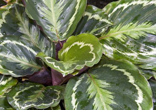 sleeping pothos Epipremnum aureum 'Shangri La'  Crinkled Sleeping Pothos
