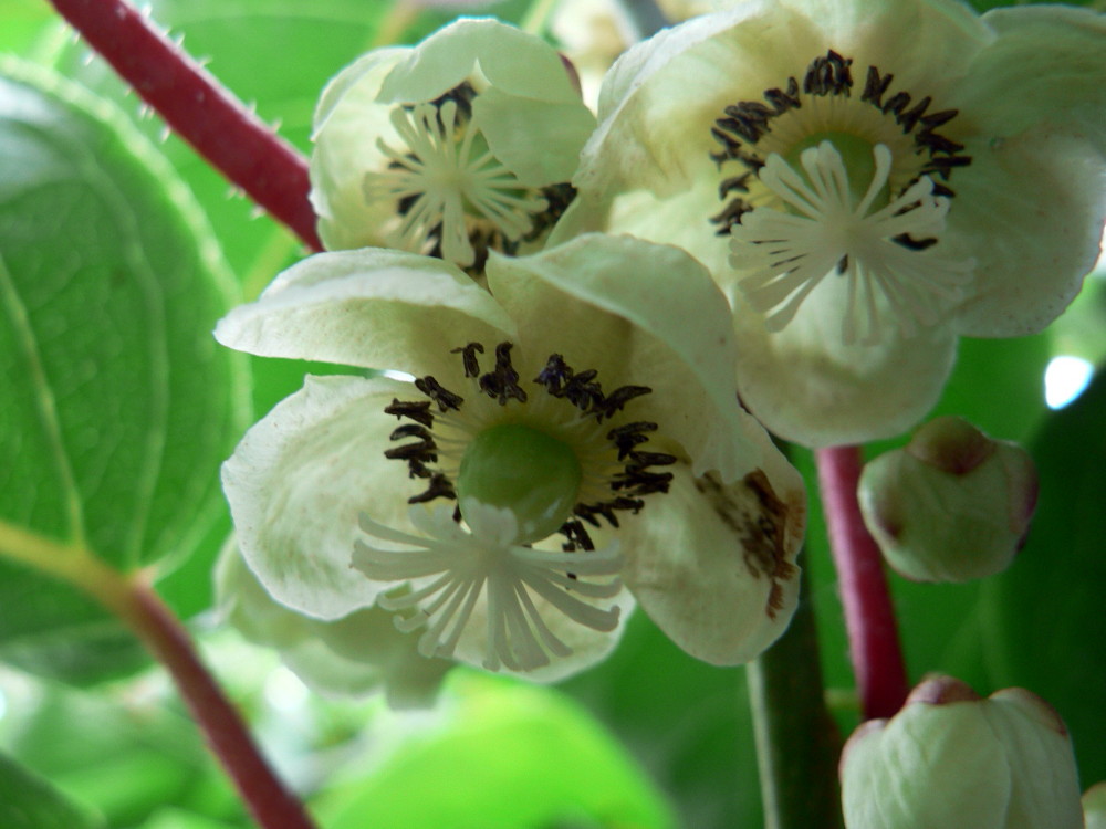 Hardy Kiwi Fruit 10 Seed -Actinidia chinensis-Perennial - Hirt's Gardens