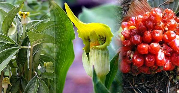 Giant Yellow Jack-in-the-Pulpit 10 Seed-Arisaema flavum - Hirt's Gardens