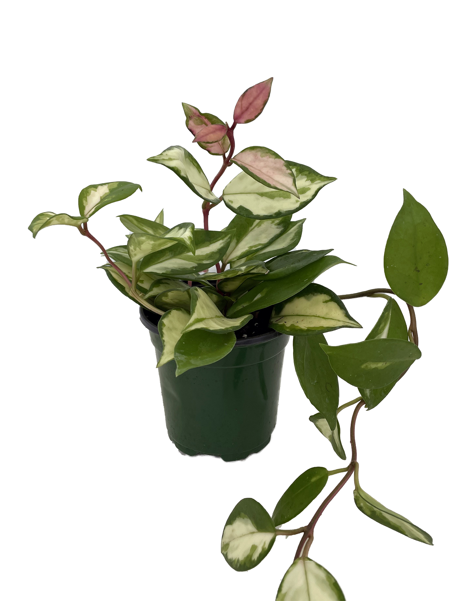 Tricolor Wax Plant Hoya Tricolor Great House Plant/Exotic Flower