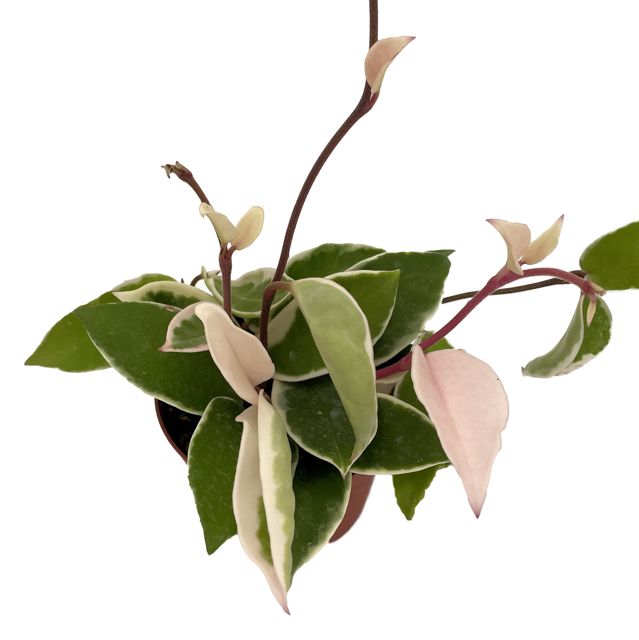 Krimson Queen Wax Plant Hoya 4" Pot Hirt's Gardens