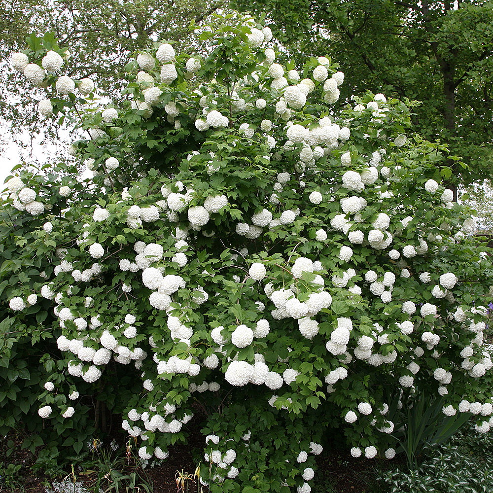 European Snowball Viburnum Opulus Heirloom Most Popular Viburnum 4 Pot Hirt S Gardens