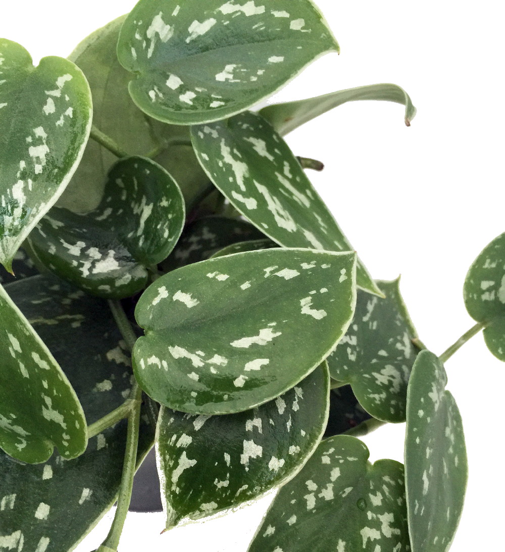 Rare Silver Cloud Philodendron - Scindapsus pictus - EASY - 2 Plants - 3"  Pot