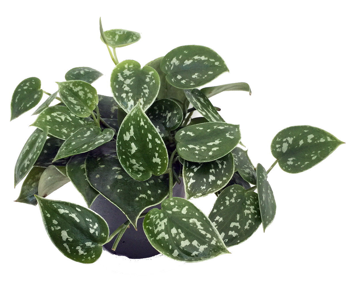 hebe red edge plant Hebe Red Edge – The Plant Broker main image 0