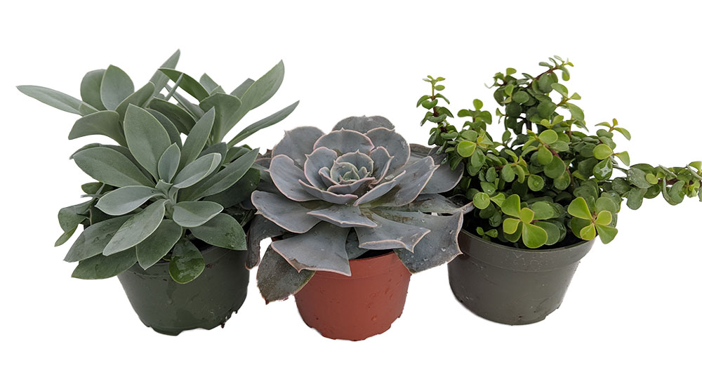 3 Different Succulent Plants - 4" Pots
