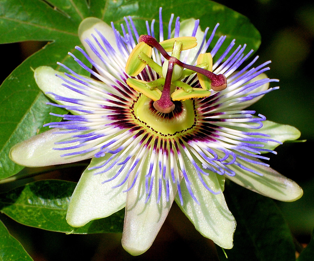 Blue Passion Flower 35 Seeds Passiflora caerulea Hirt's Gardens