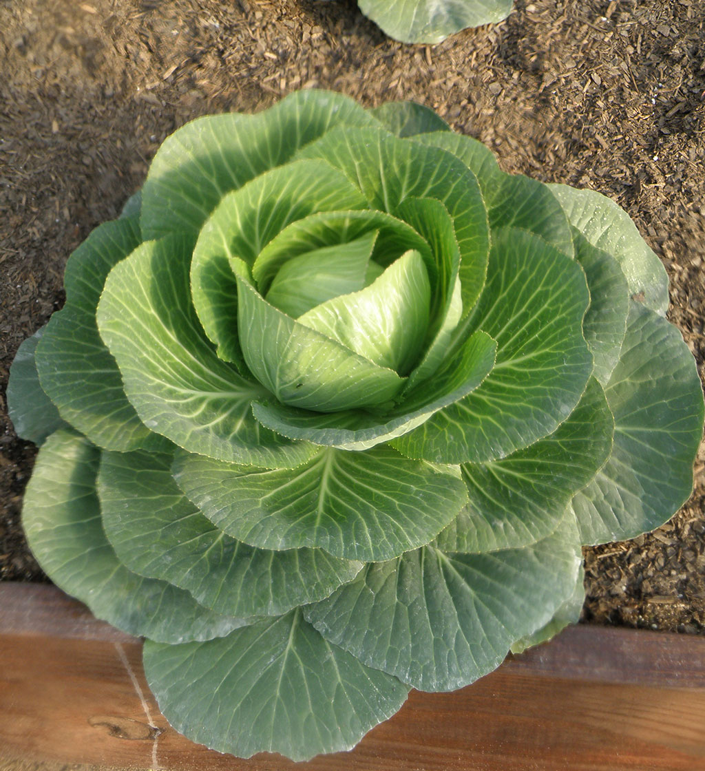 giant cabbage seeds for sale