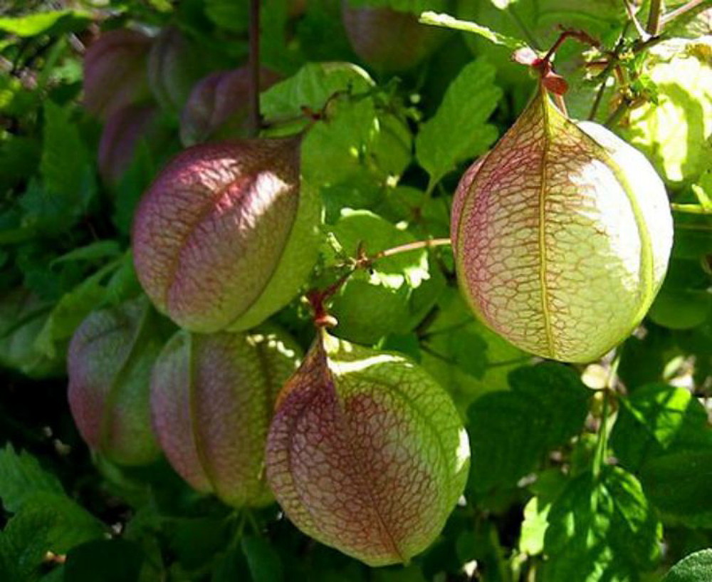 Love In A Puff Balloon Vine 25 Seeds Hirt S Gardens