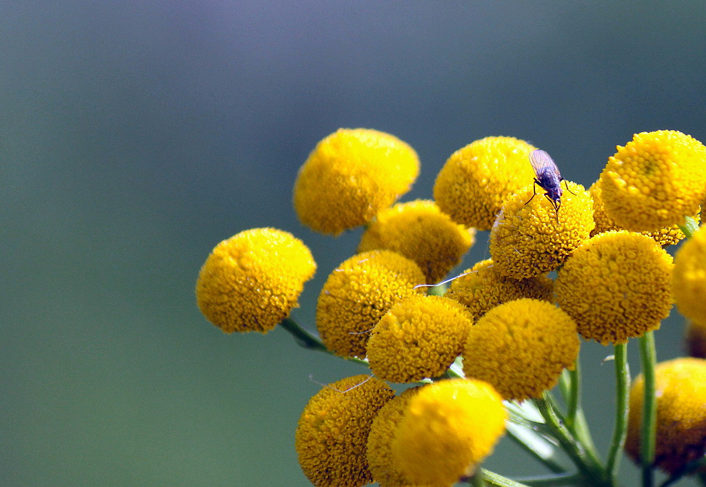Apple Scented Gold Pompom 40 Seeds - Cephalophora