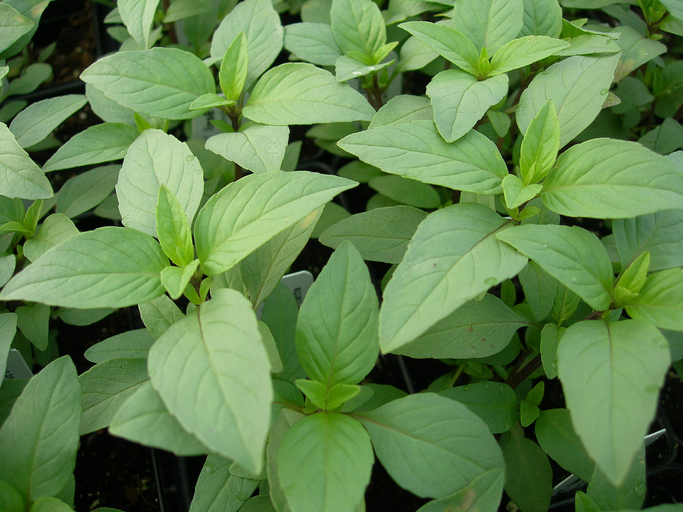 Lime Basil 100 Seeds Herb