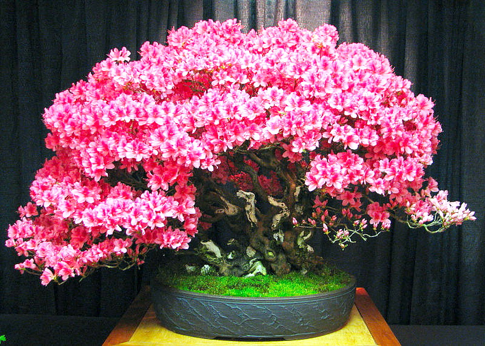 Chinese Redbud 20 Seeds - Cercis chinensis - Bonsai - Hirt's Gardens Chinese Redbud 20 Seeds - Cercis chinensis - Bonsai - Hirt's Gardens