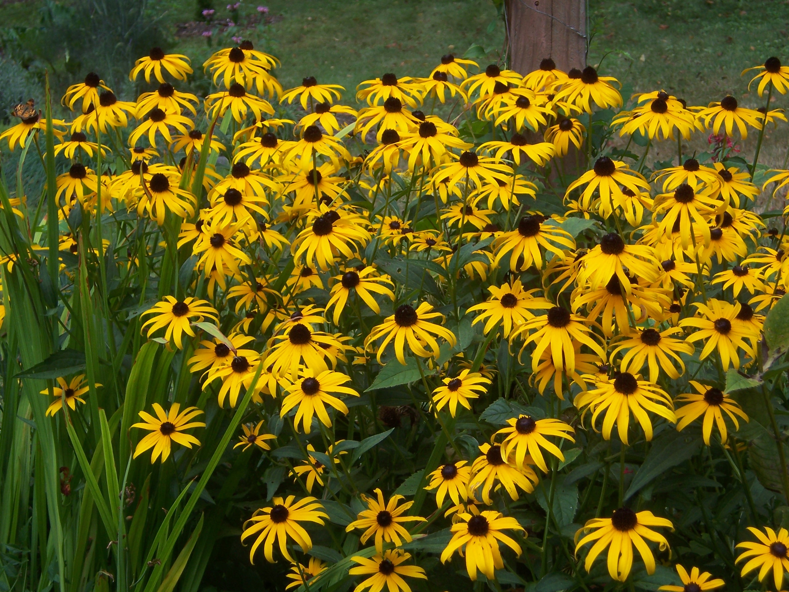 Black Eyed Susan 100 Seeds Rudbeckia hirta Hirt's Gardens