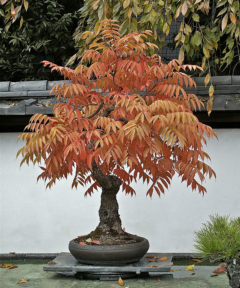 Staghorn Sumac 20 Seeds Rhus Typhina Outdoors Or Bonsai Hirt S Gardens