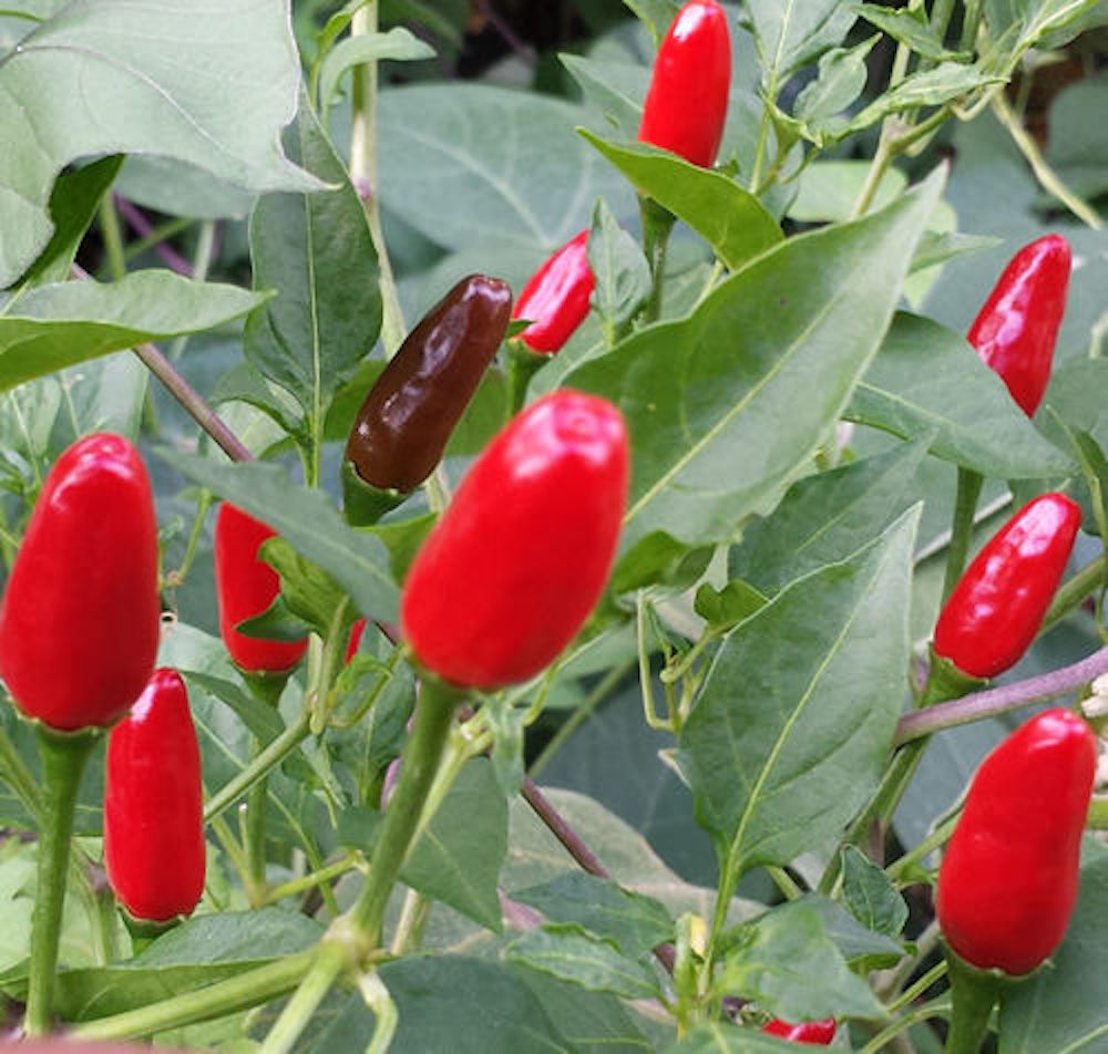 CHILE Petin/tepin/pequin (50 Fresh Homegrown Seeds