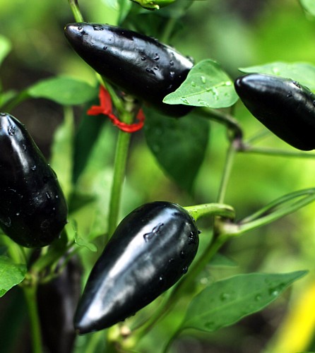 Hungarian Black Pepper 10 Seeds -Mildly Hot/Great Salsa - Hirt's Gardens