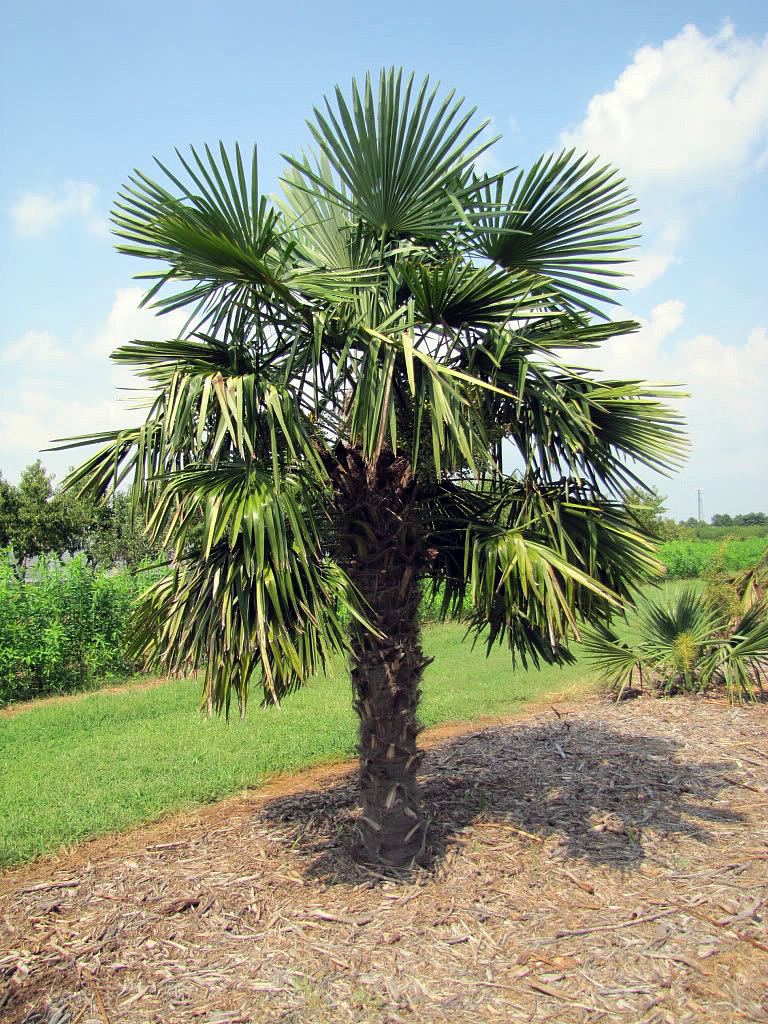 Chinese Windmill Palm 10 Seeds Trachycarpus Hirt S Gardens
