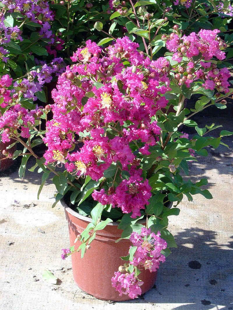 Little Chief Crape Myrtle Bonsai 10 Seeds Hirt S Gardens