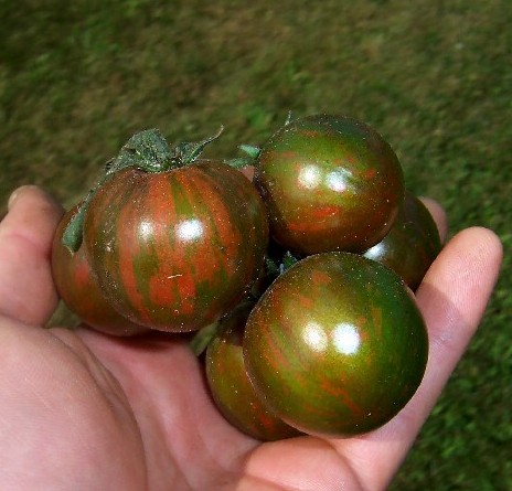 Black Zebra Cherry Tomato 10 Seeds Rare Hard To Find Hirt S Gardens