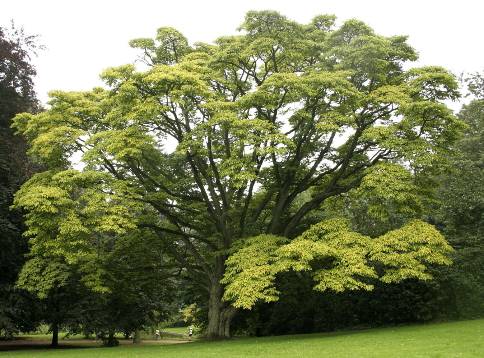 Amur Cork Tree 6 Seeds Phellodendron Amurense Bonsai Hirt S Gardens