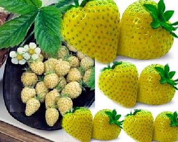 Yellow Wonder Alpine Strawberry 10 Seeds - Hirt's Gardens