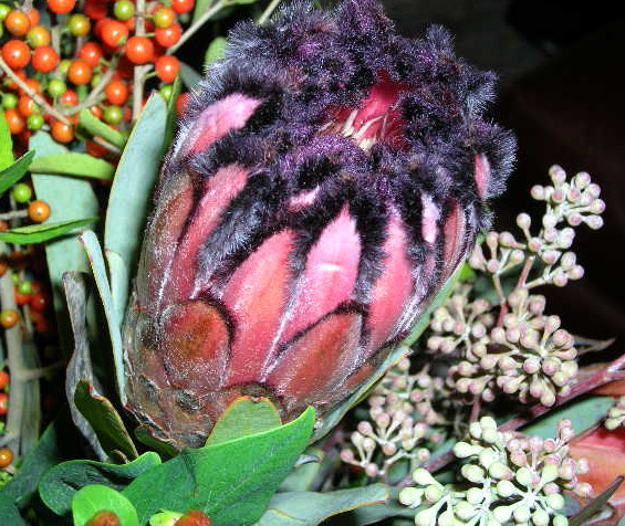 Black Beard Protea 8 Seeds -Protea lepidocarpodron