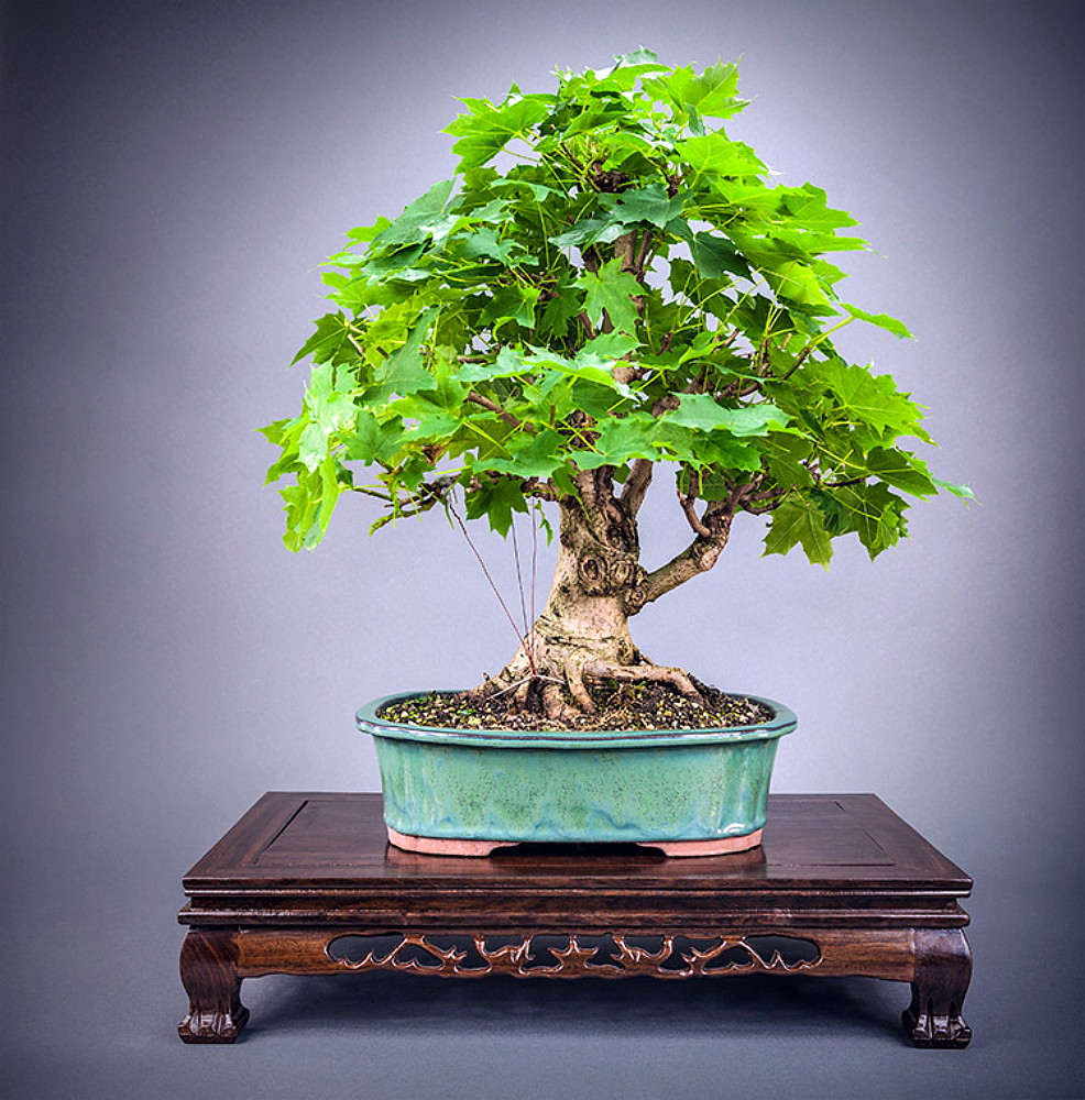 Norway Maple 20 Seeds Acer Platanoides Shade Bonsai Hirt S Gardens