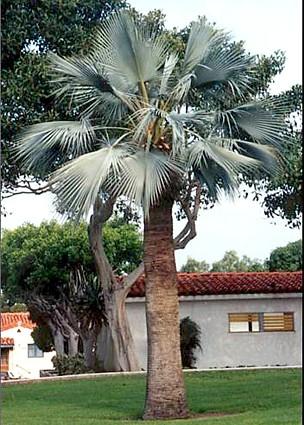 Mexican Blue Palm 20 Seeds - Brahea armata - Hirt's Gardens