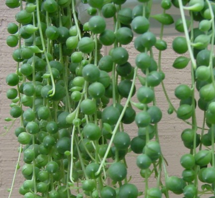 String of Pearls - Senecio rowleyanus - Easy to Grow Succulent Plant ...