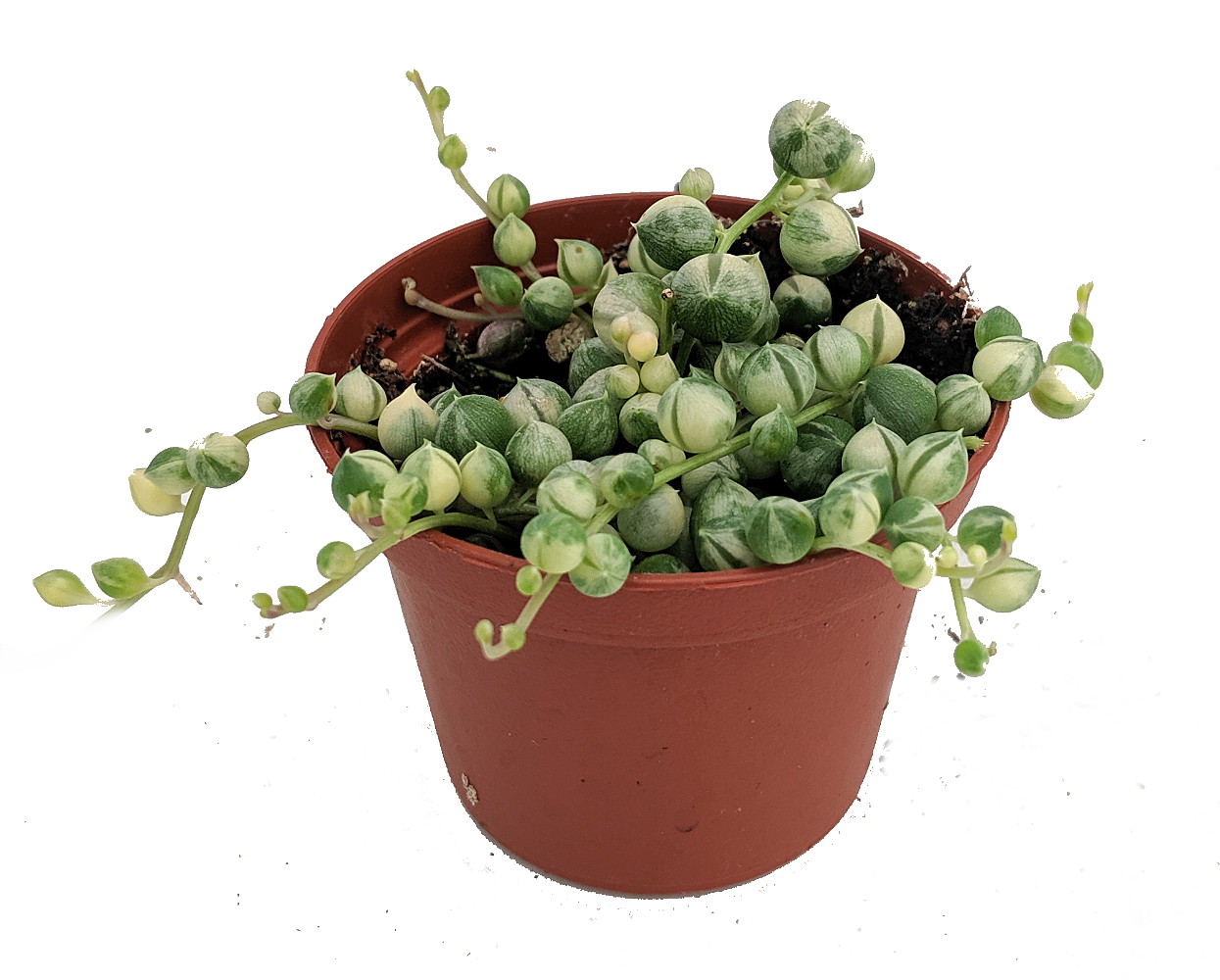 How to Grow Senecio rowleyanus, or String of Pearls succulent - Trex Plants