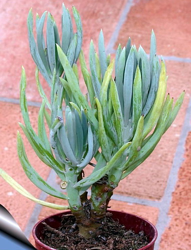 Blue Chalksticks Plant - Senecio serpens - 2.5" Pot - Hirt's Gardens