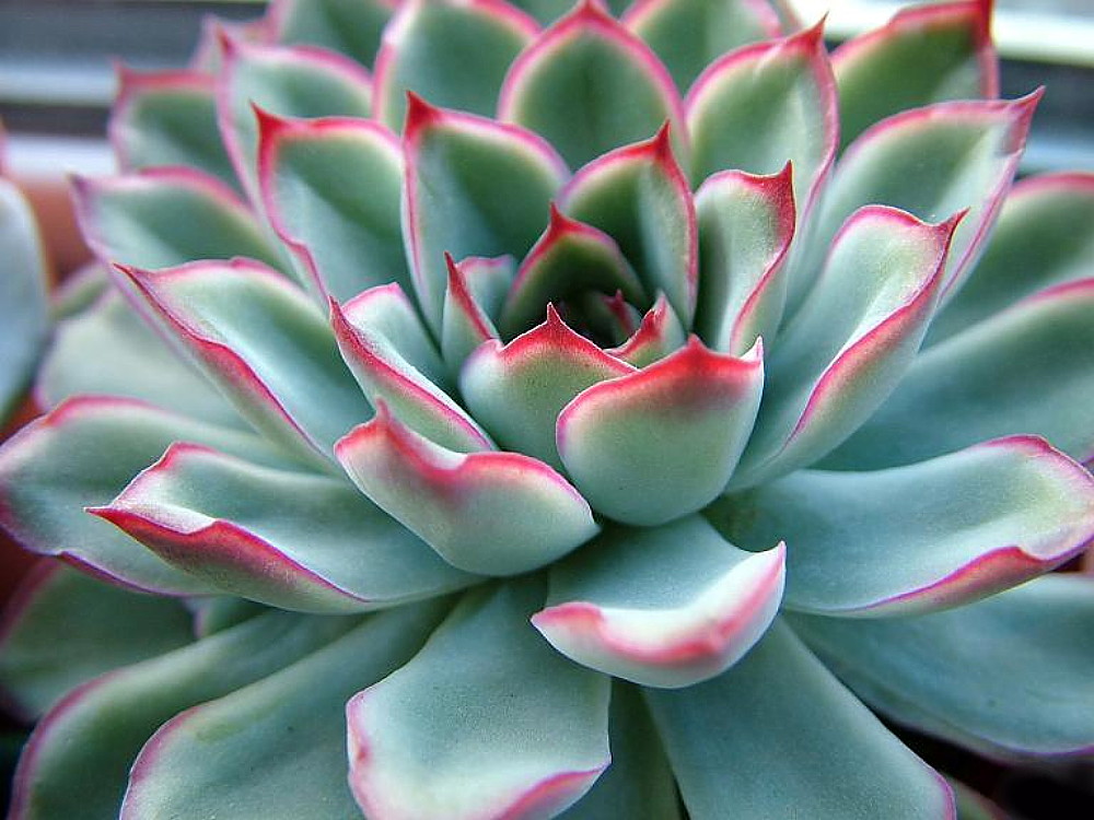 Red Tipped Desert Rose Succulent - Echeveria pulidonis - 2.5" Pot