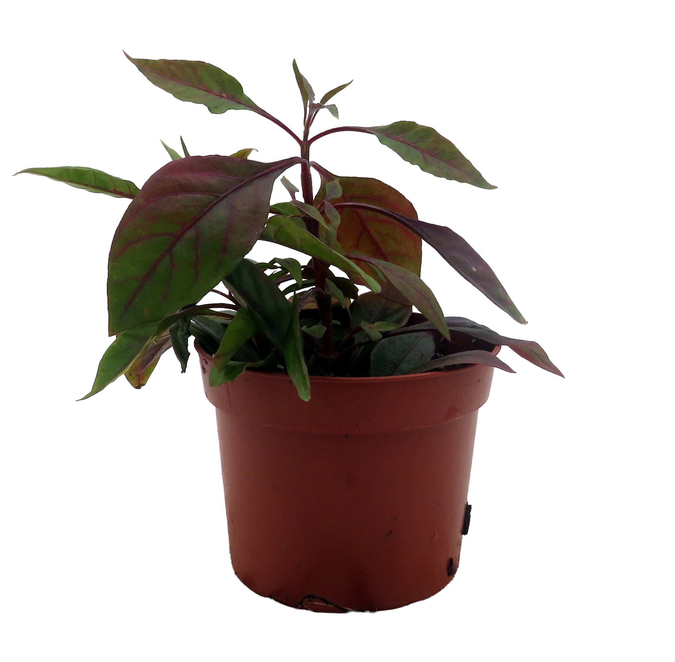 ceramic planter with saucer Solid Goods