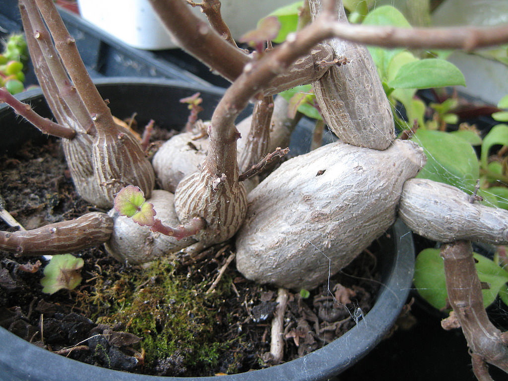 Zen Buddha Swedish Ivy Plectranthus Ernstii 2 5 Pot House Plant Or Bonsai Hirt S Gardens