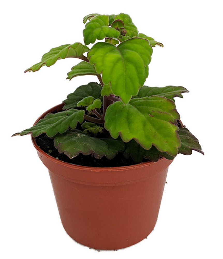 Zen Buddha Swedish Ivy Plectranthus Ernstii 2 5 Pot House Plant Or Bonsai Hirt S Gardens