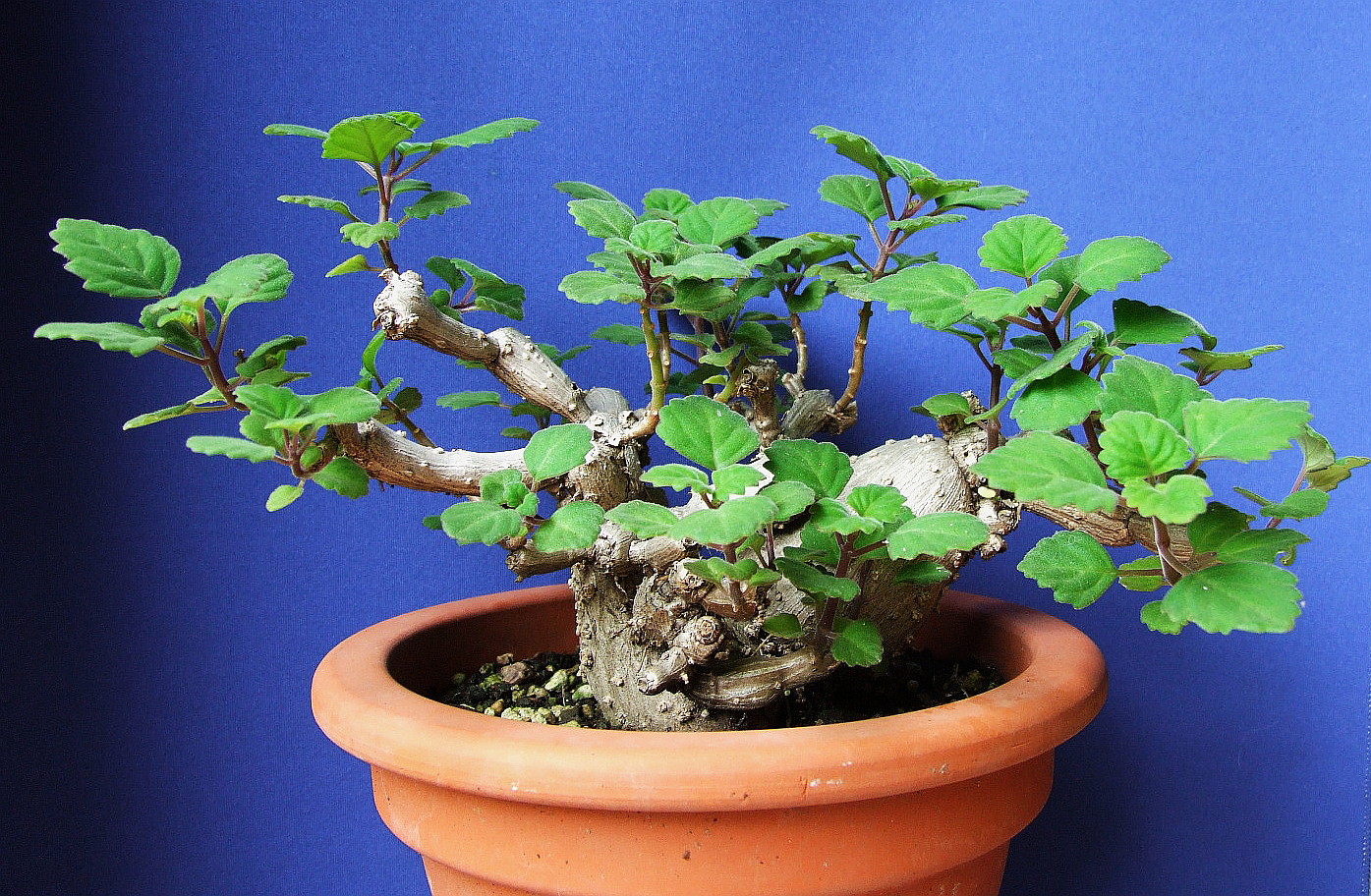 Zen Buddha Swedish Ivy Plectranthus Ernstii 2 5 Pot House Plant Or Bonsai Hirt S Gardens