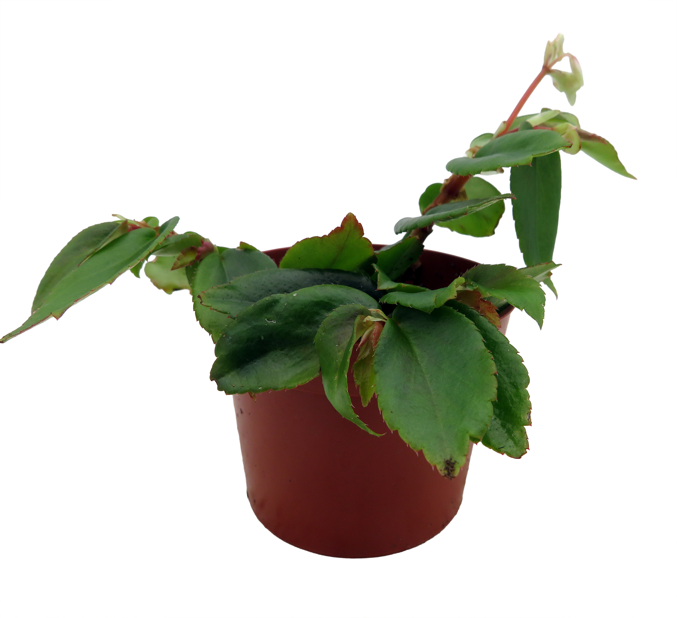 Tiny Gem Begonia Plant - 2.5" Pot - Terrarium/Fairy Garden/House Plant -  Hirt's Gardens
