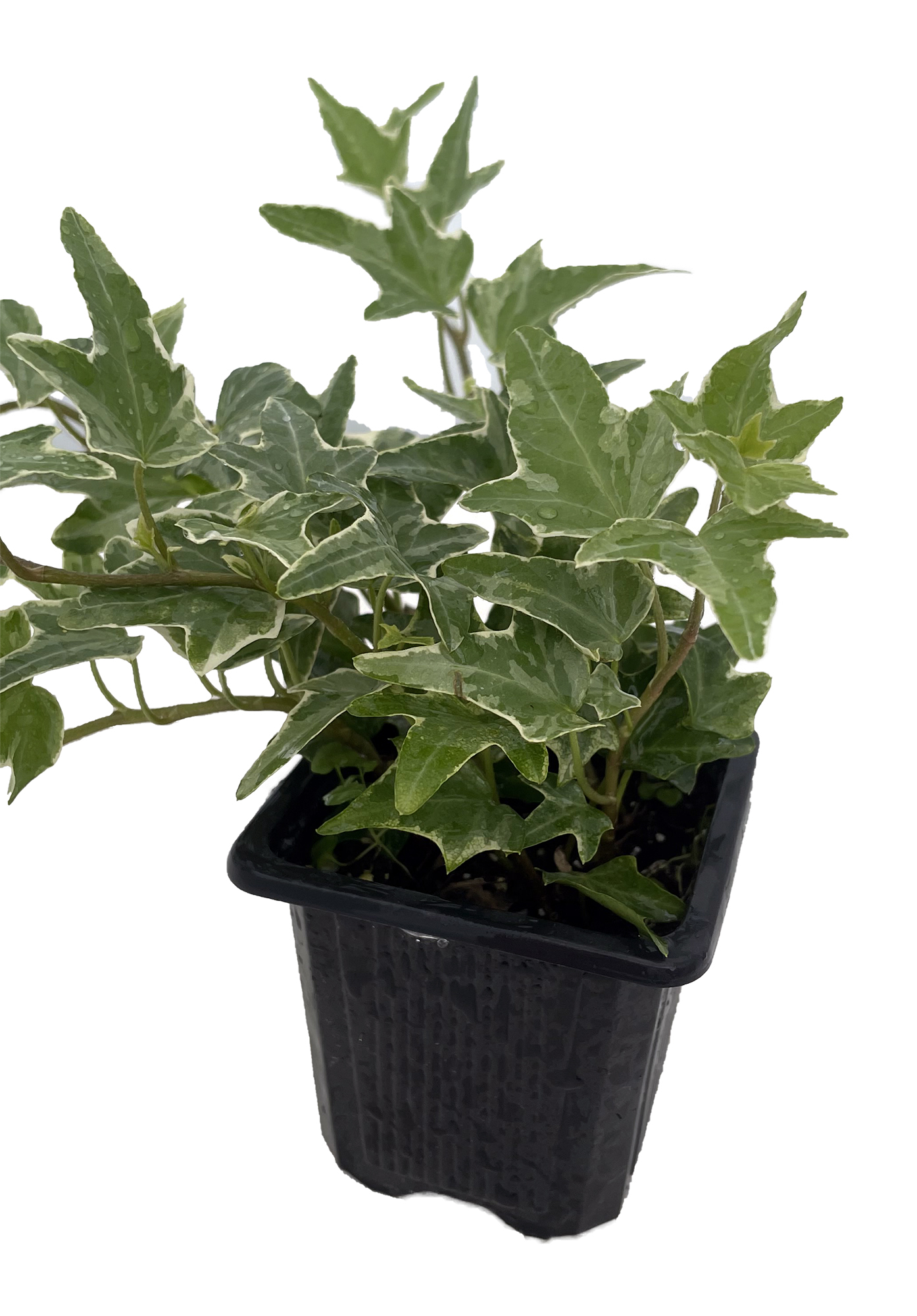 Glacier English Ivy - Hedera 2.5" Pot - Easy to Hirt's Gardens