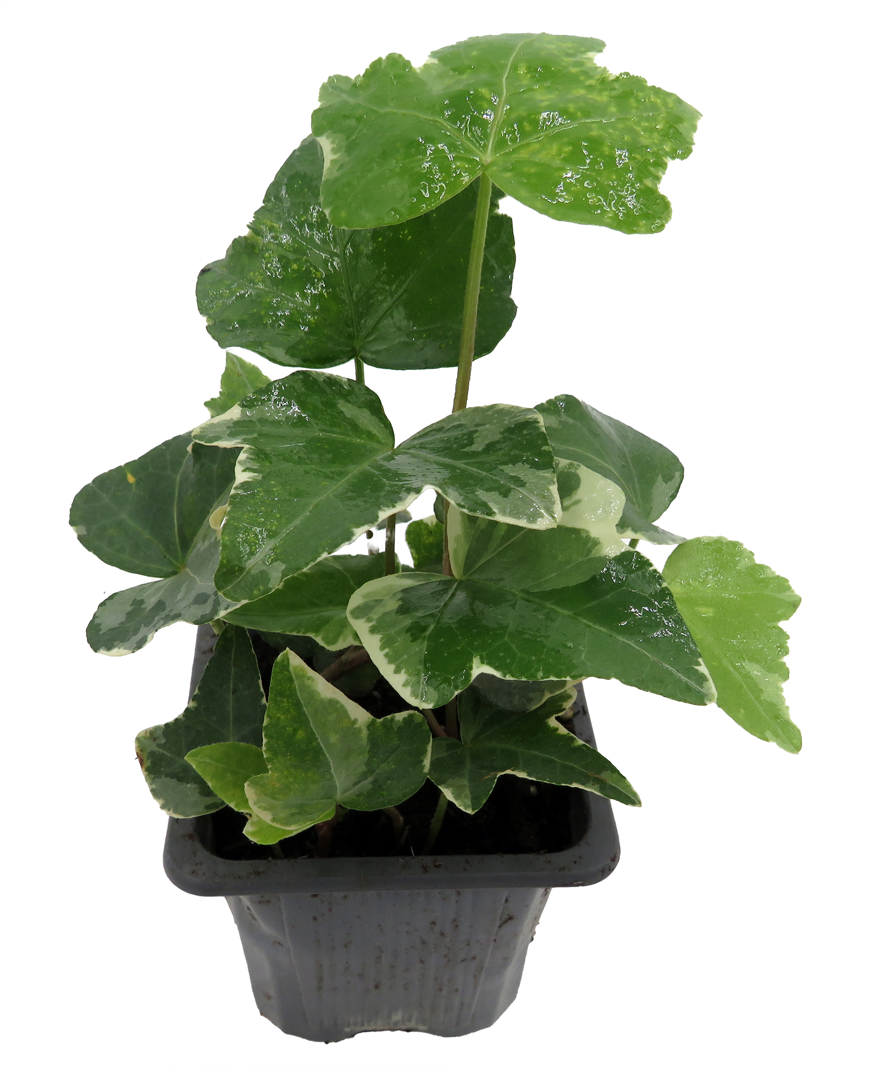 Glacier English Ivy - Hedera - 2.5" Pot Indoors - Hirt's Gardens