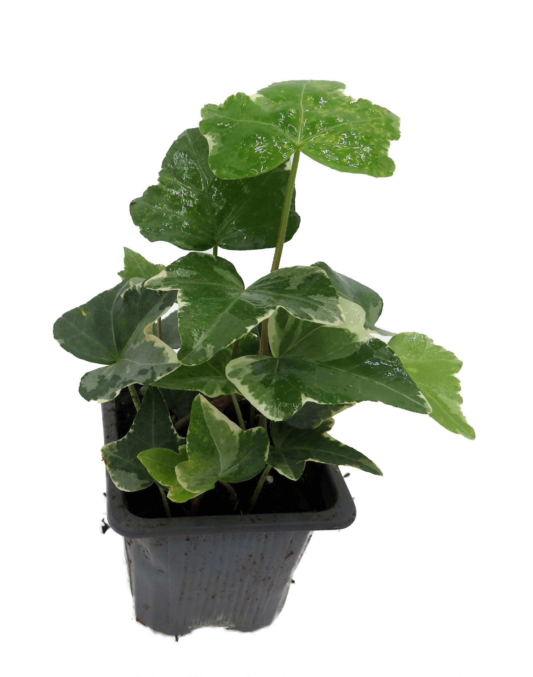 Glacier English Ivy - Hedera - 2.5" Pot Indoors - Hirt's Gardens